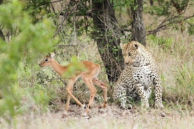 Kijang Ini Mencoba Berteman dengan Macan Tutul